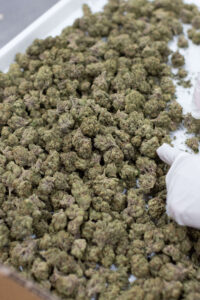 cannabis-labor-costs.jpg