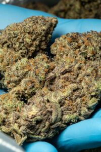 California cannabis manufacturing partner facility tour showing production and compliance workflows