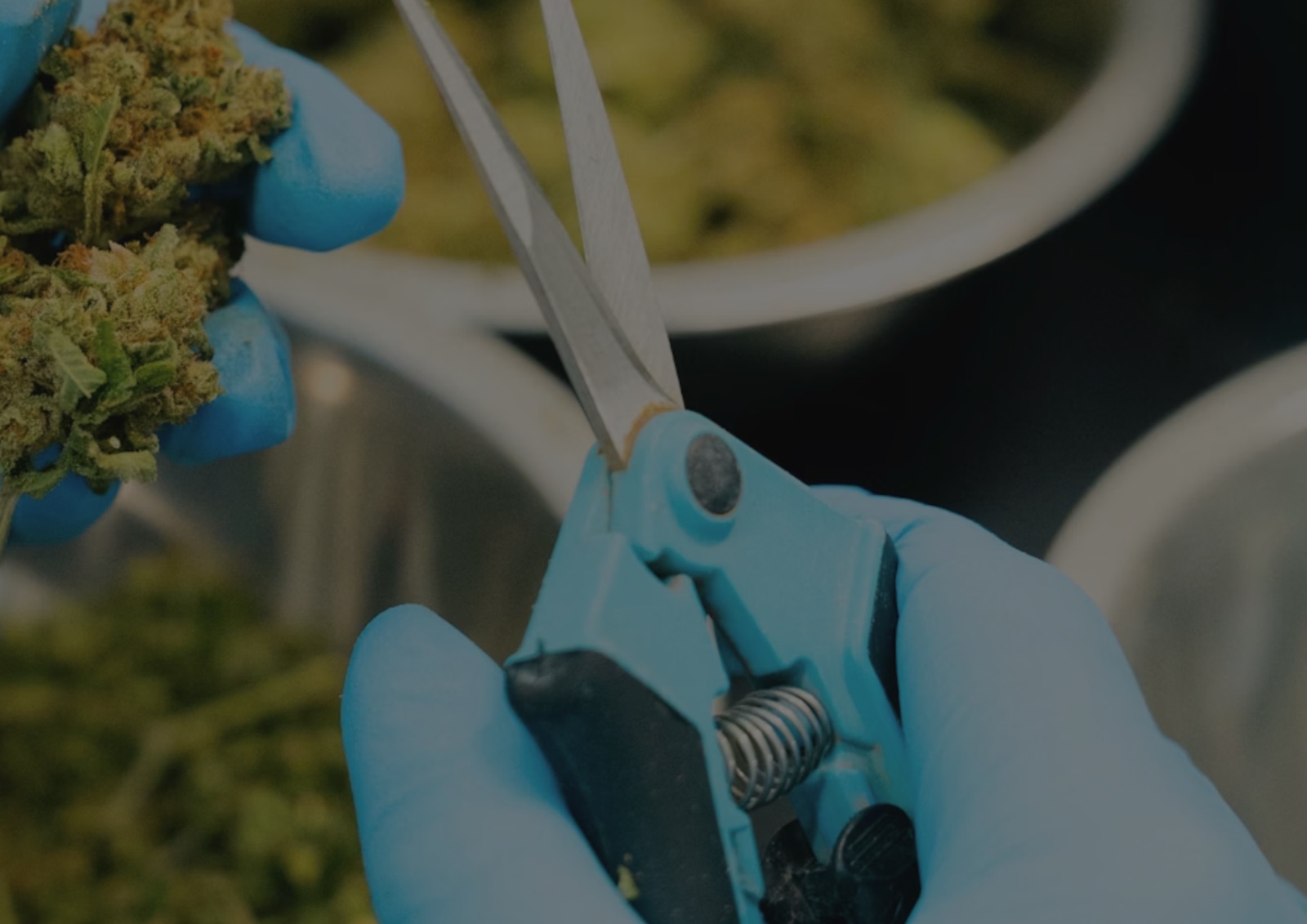 Chronic USA cannabis manufacturing