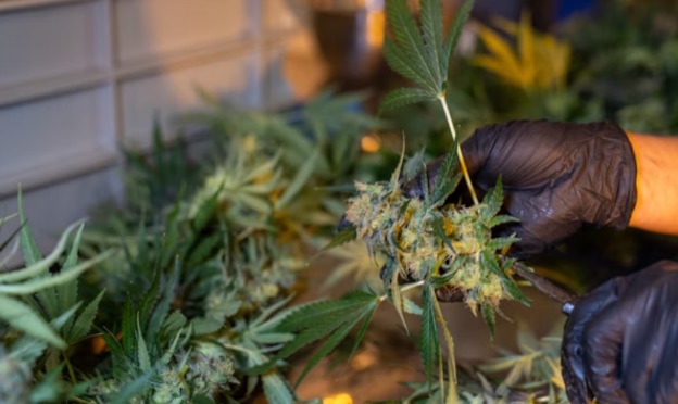 Cannabis products manufactured and packaged for retail