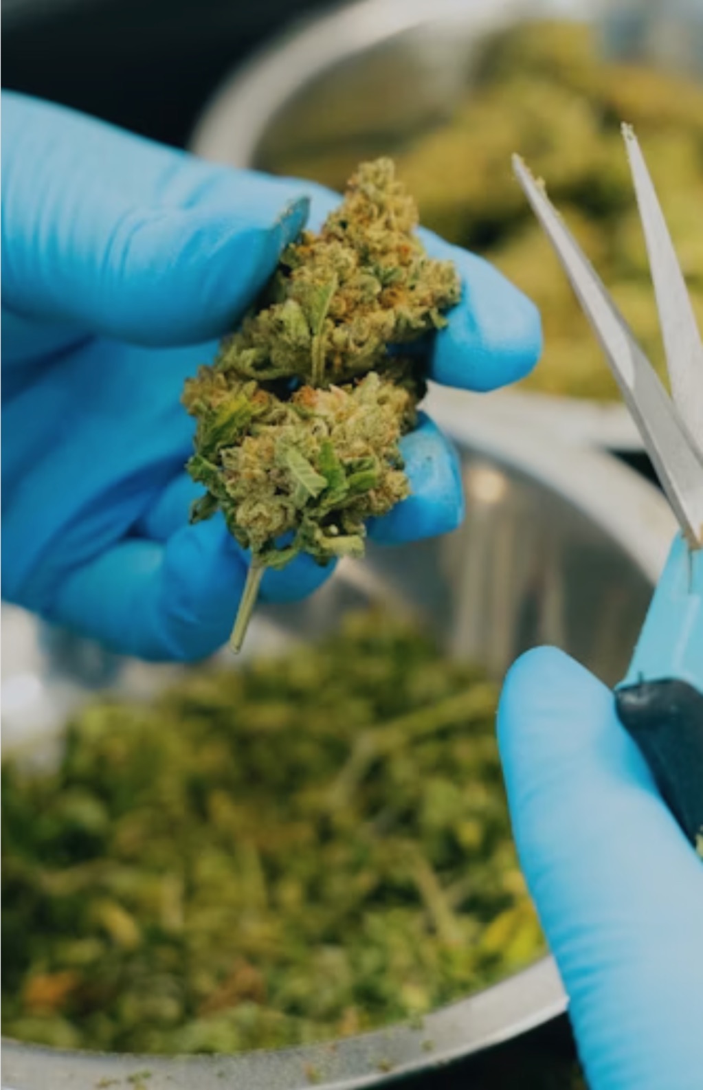 California-licensed cannabis manufacturing facility