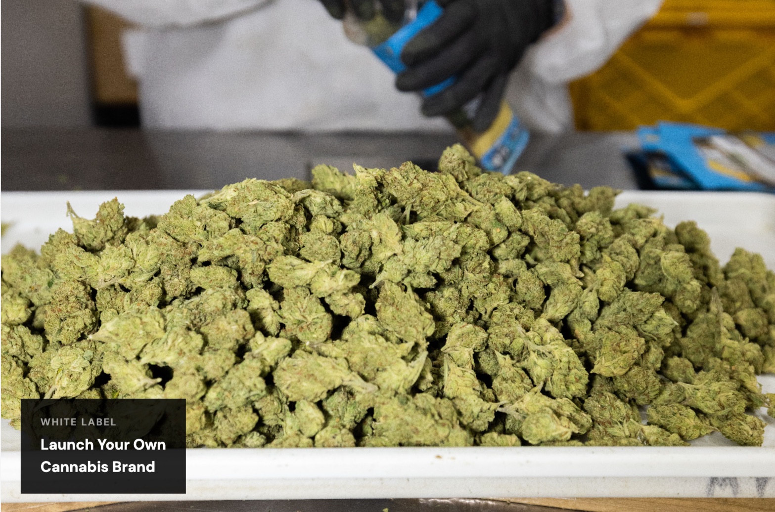 Cannabis products manufactured and packaged for retail